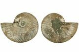Cut & Polished, Agatized Ammonite Fossil - Madagascar #206838-1